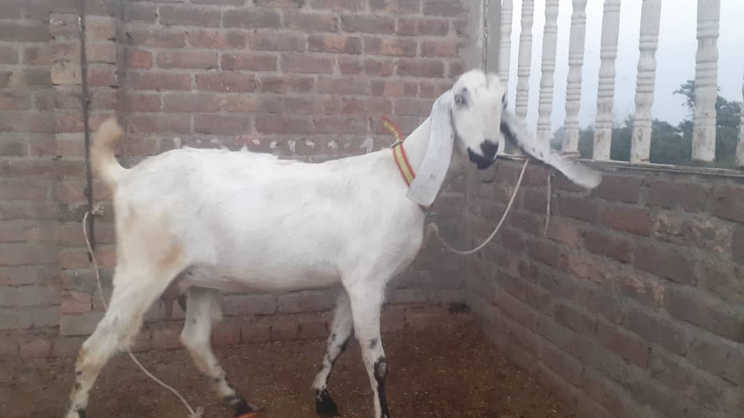 Pregnant Goat (4.5 Months) for Sale 3