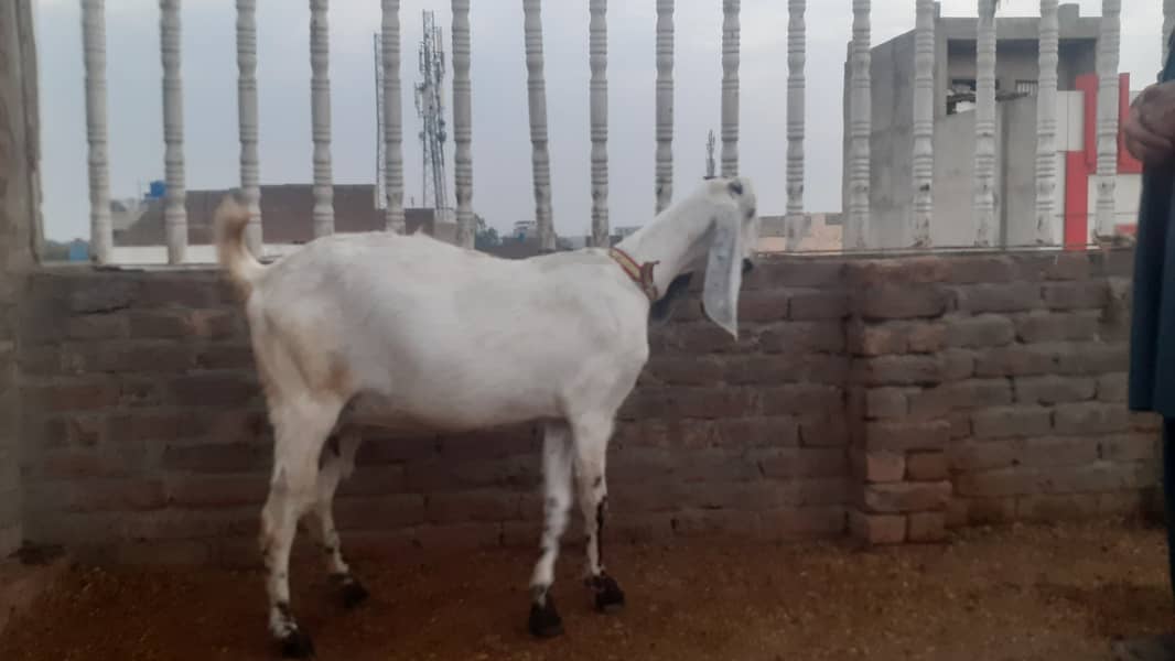 Pregnant Goat (4.5 Months) for Sale 4