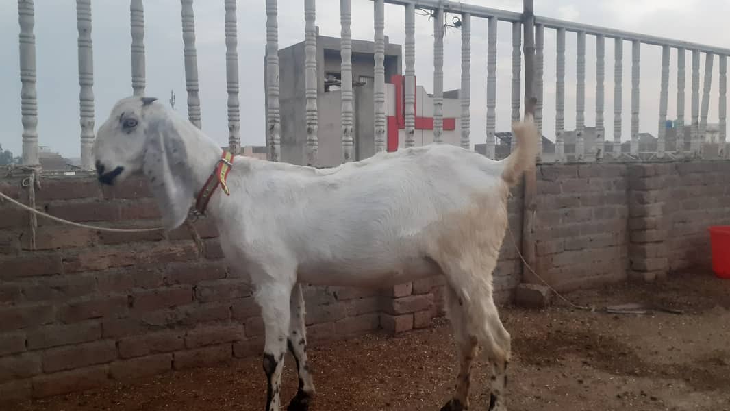 Pregnant Goat (4.5 Months) for Sale 5