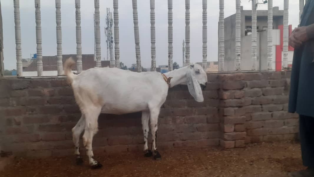 Pregnant Goat (4.5 Months) for Sale 6