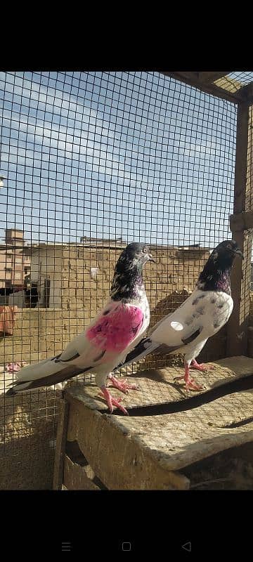 Ferozpuri Rampuri Dabwali or Bateri females 0