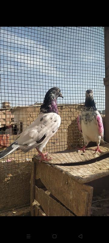 Ferozpuri Rampuri Dabwali or Bateri females 1