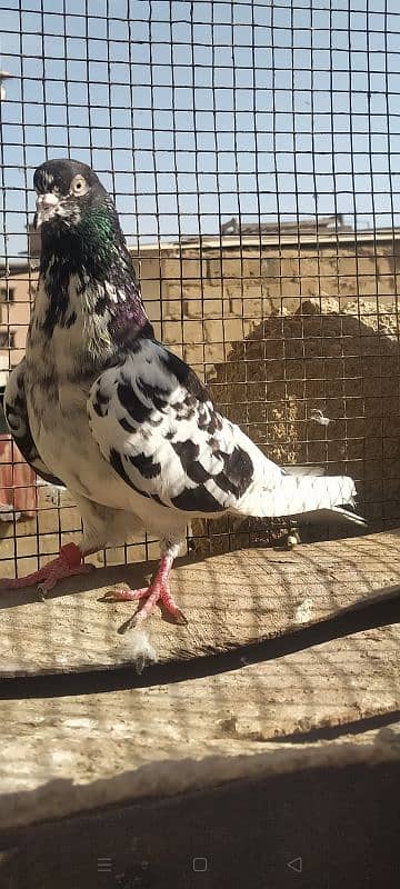 Ferozpuri Rampuri Dabwali or Bateri females 5