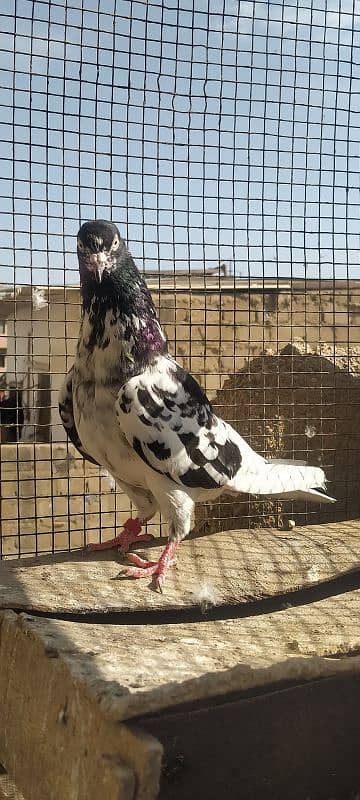 Ferozpuri Rampuri Dabwali or Bateri females 6