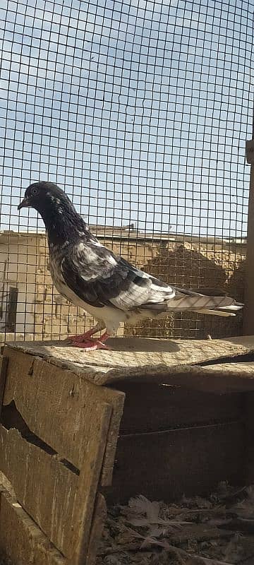 Ferozpuri Rampuri Dabwali or Bateri females 7