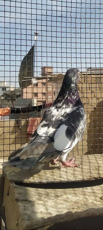 Ferozpuri Rampuri Dabwali or Bateri females 8