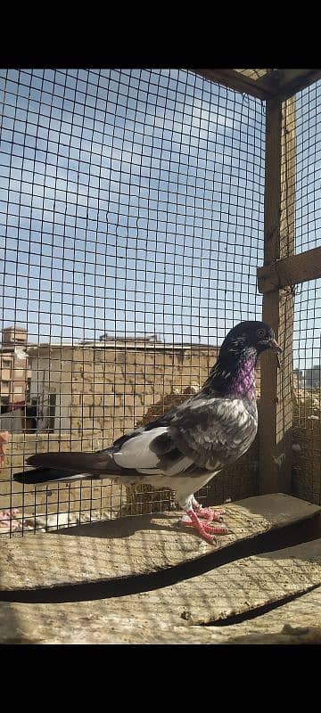 Ferozpuri Rampuri Dabwali or Bateri females 9