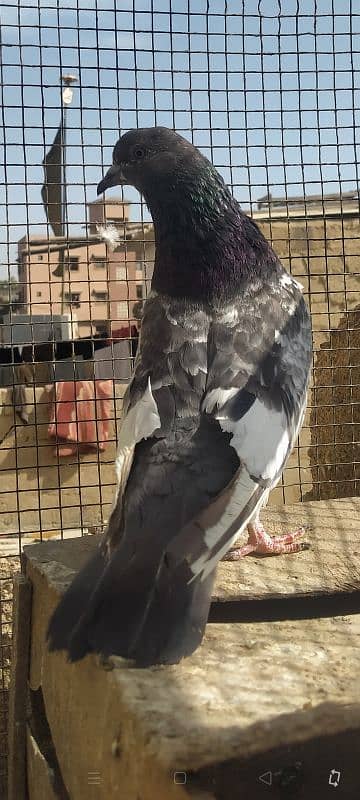 Ferozpuri Rampuri Dabwali or Bateri females 10