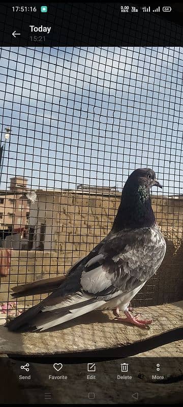 Ferozpuri Rampuri Dabwali or Bateri females 11