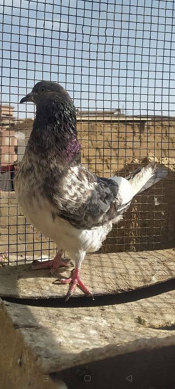 Ferozpuri Rampuri Dabwali or Bateri females 12