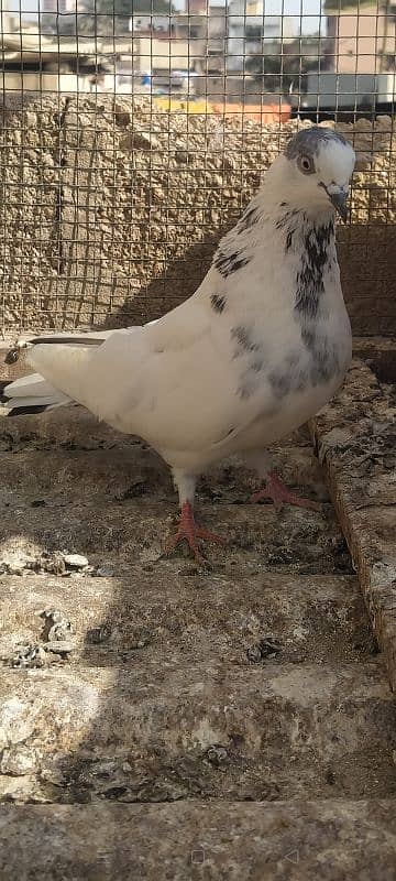 Ferozpuri Rampuri Dabwali or Bateri females 15