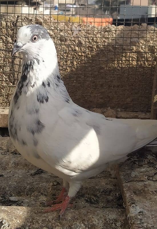 Ferozpuri Rampuri Dabwali or Bateri females 16