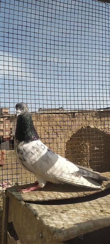 Ferozpuri Rampuri Dabwali or Bateri females 17