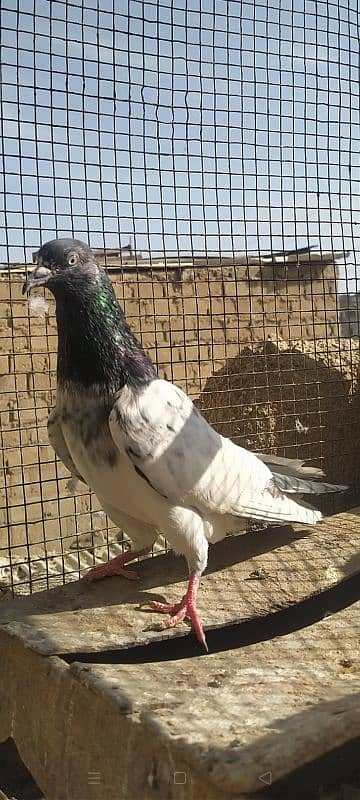 Ferozpuri Rampuri Dabwali or Bateri females 18