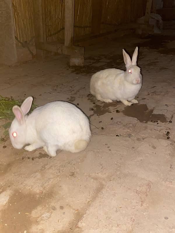 Two rabits male and female full ready baby Kay ly 1