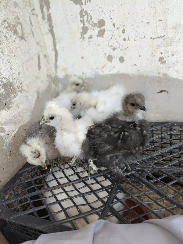 Silke female whit five chick for sale 0