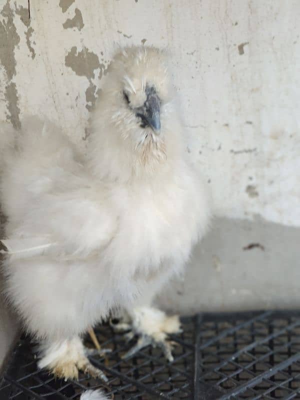 Silke female whit five chick for sale 1