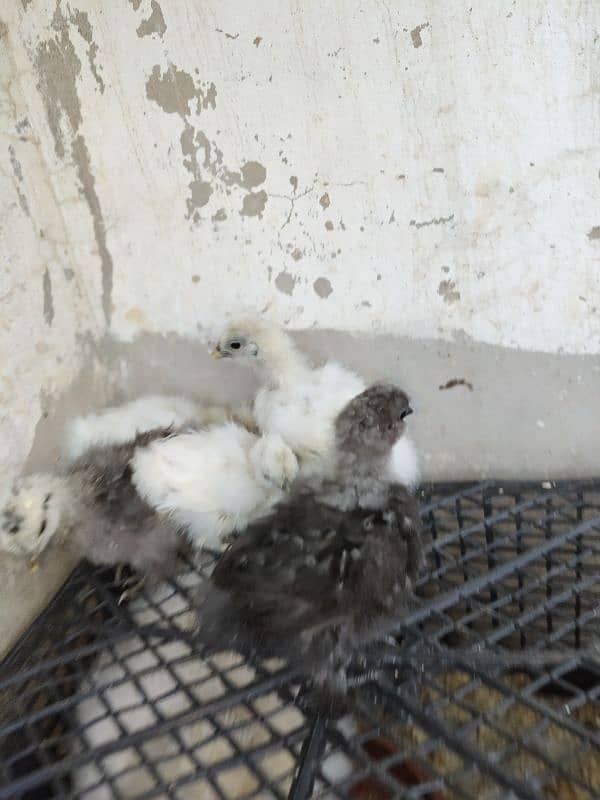 Silke female whit five chick for sale 2