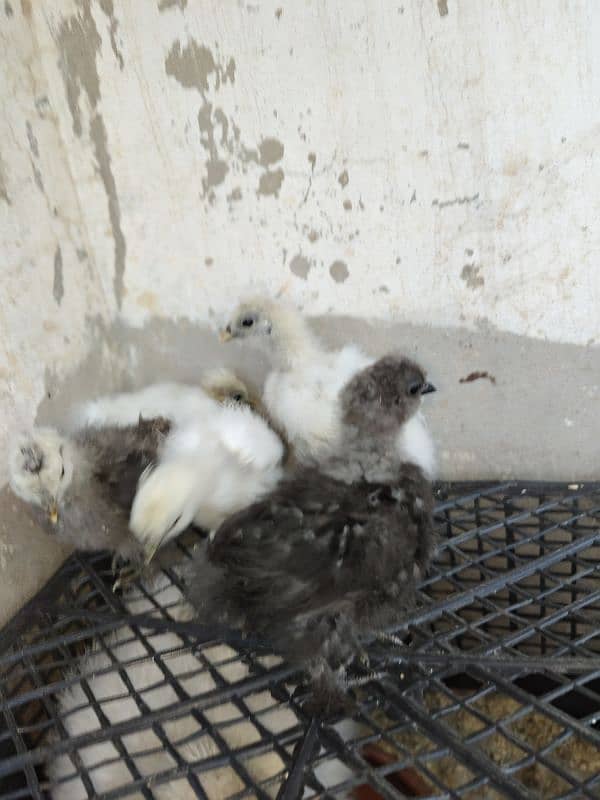 Silke female whit five chick for sale 3