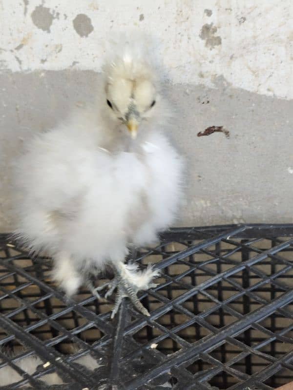 Silke female whit five chick for sale 4