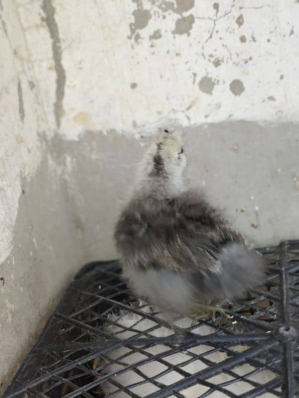 Silke female whit five chick for sale 5