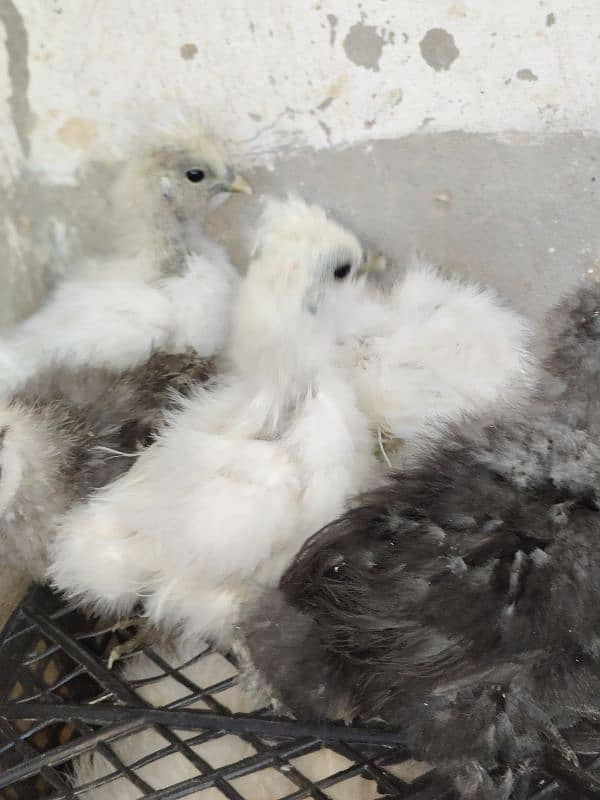 Silke female whit five chick for sale 6