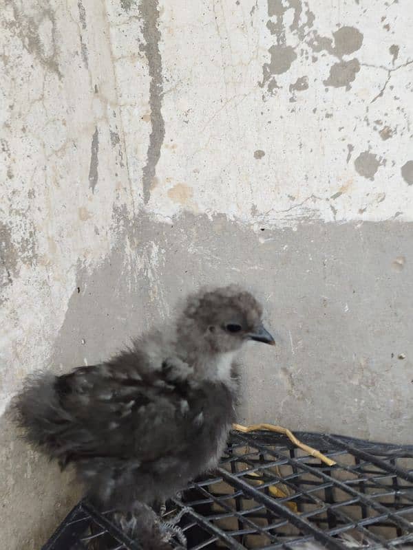 Silke female whit five chick for sale 7