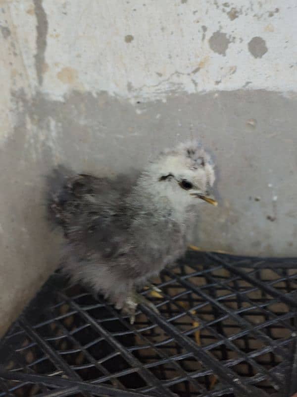 Silke female whit five chick for sale 8