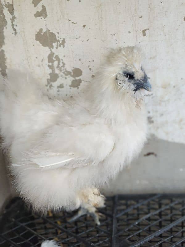 Silke female whit five chick for sale 9