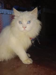 Best offer ever, Persian cat for sale in just 13k