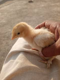 silver silly golden buff white Australop  black Australorp