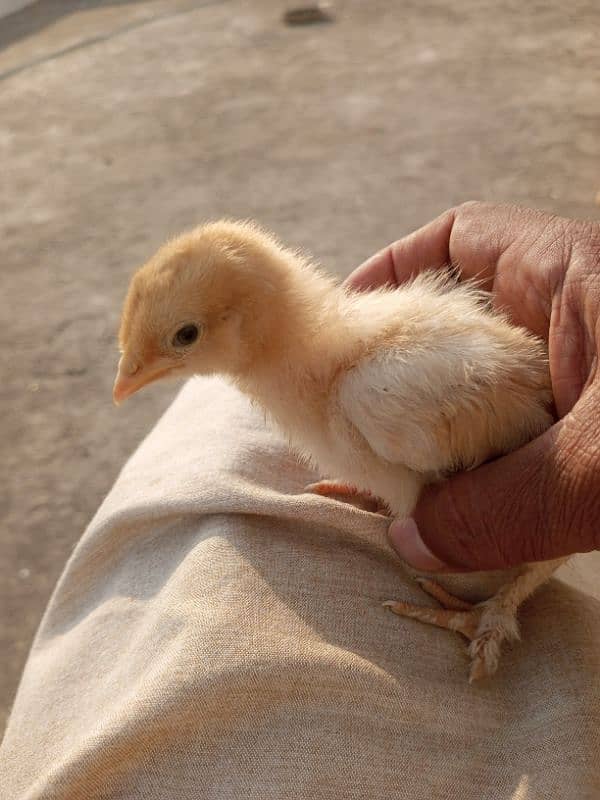 silver silly golden buff white Australop  black Australorp 3