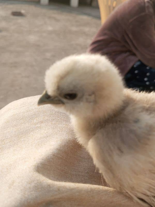 silver silly golden buff white Australop  black Australorp 4