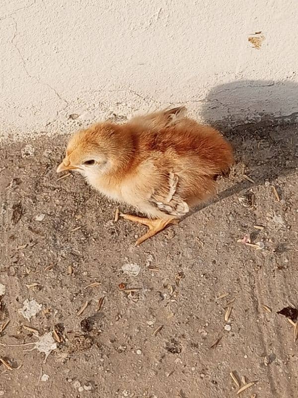 silver silly golden buff white Australop  black Australorp 5