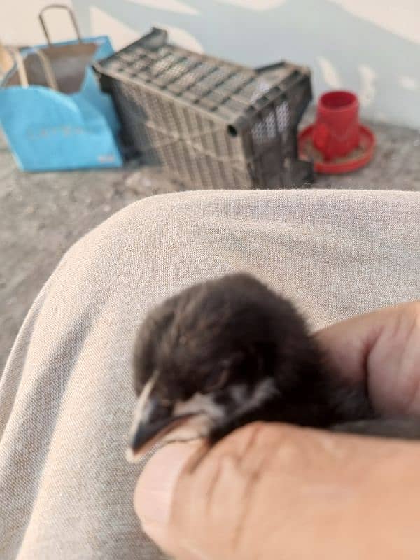 silver silly golden buff white Australop  black Australorp 7