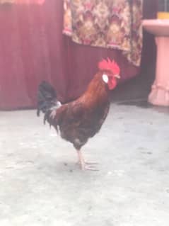 hen