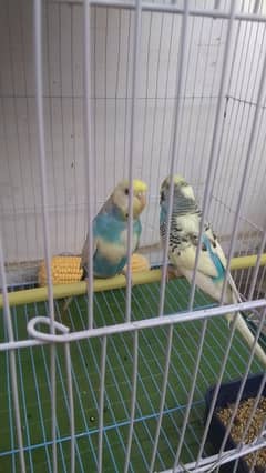 budgies parrot for sale breeder pair