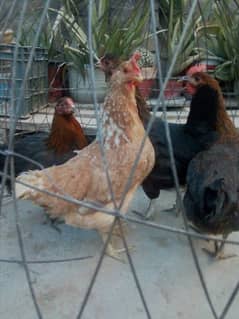 egg laying hens and 2 males