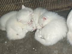 pure persian tripple coated four kitten with mother