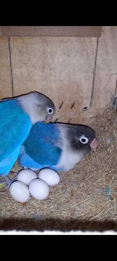 lovebirds,Albino,blue fisher