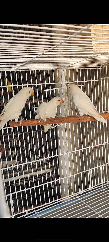 cages and love birds for sale 3