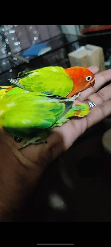 cages and love birds for sale 4