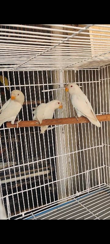 cages and love birds for sale 11