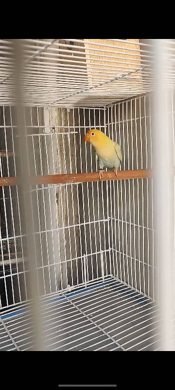 cages and love birds for sale 12