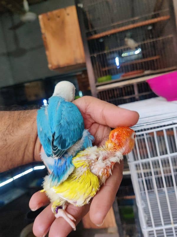 cages and love birds for sale 18