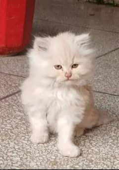 quality Persian panch kittan male female both my Whatsapp03411594804