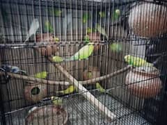 Australian Budgies Pair With Eggs and Chicks