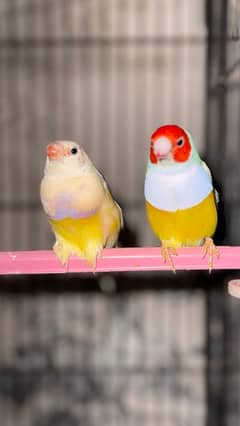 lady gouldian finch