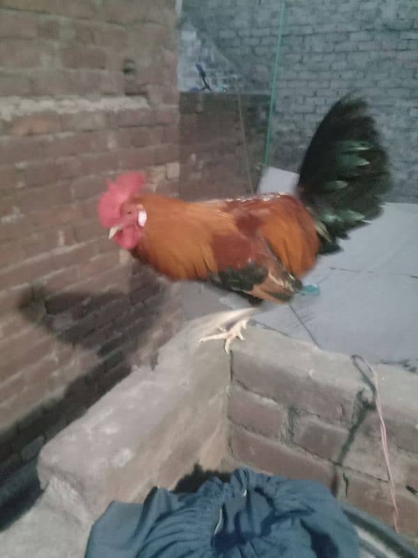 Golden desi murga for sale 0