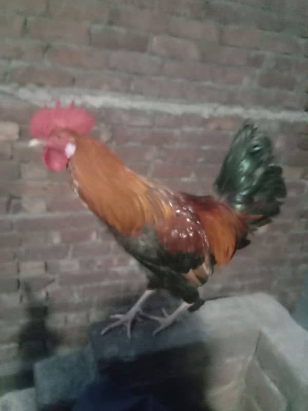 Golden desi murga for sale 1